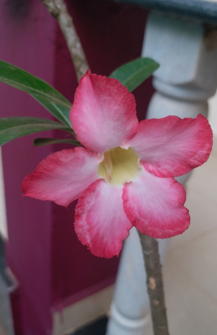 Flower