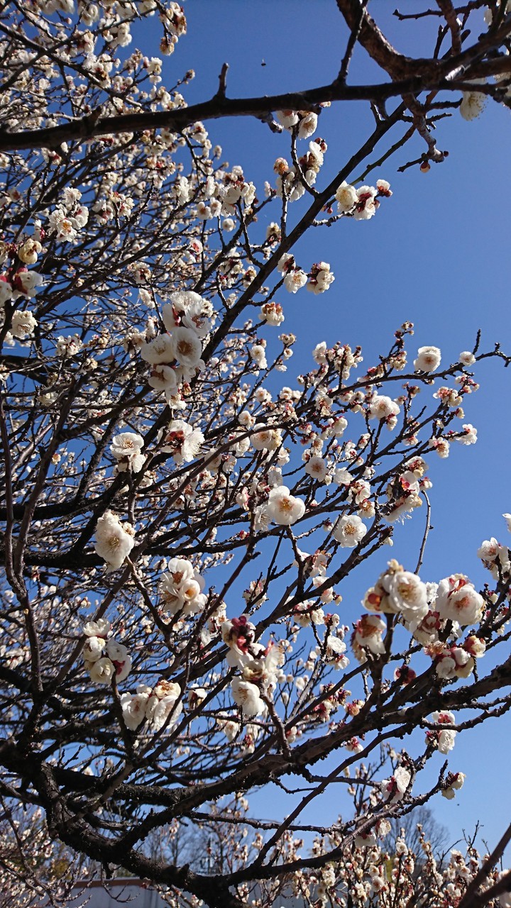 plum tree