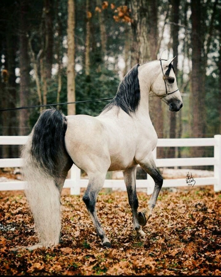 Arabian Horse