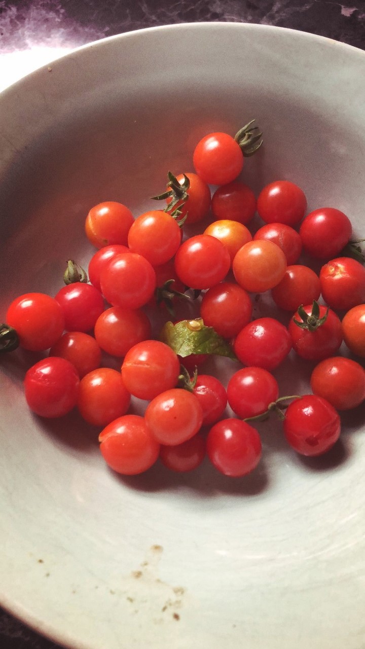 tomatoes