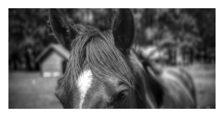 B&W Horse