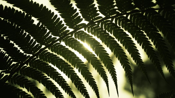 Nature's corner