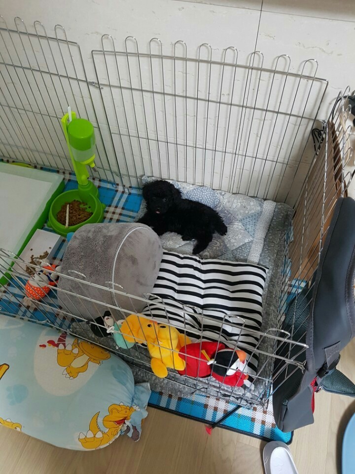 꼬불이