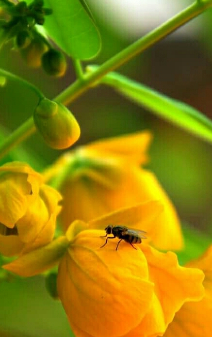 Nature .....