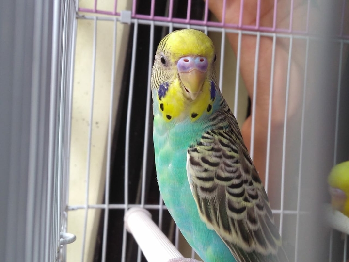 birds