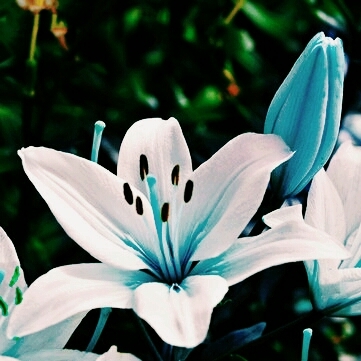Nature
