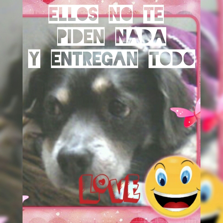 nuestras mascotas