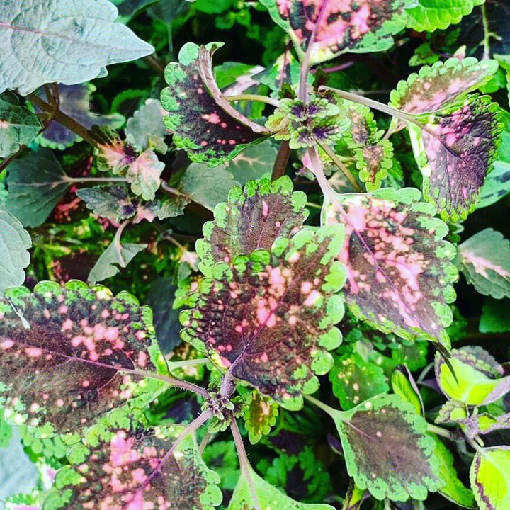 coleus