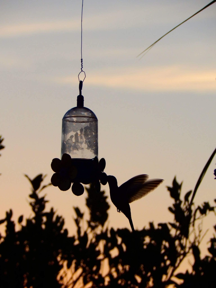fly bird