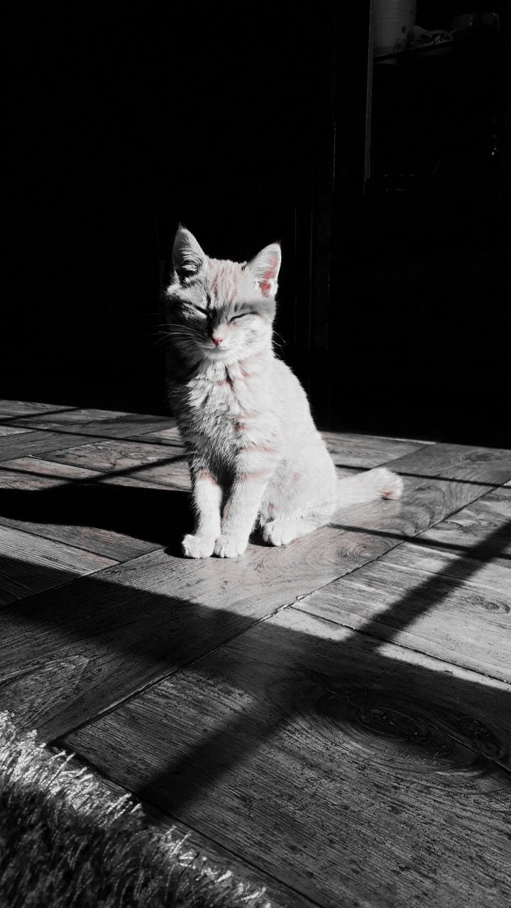 볼