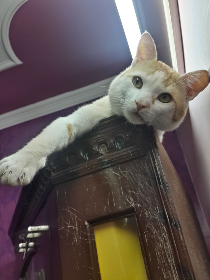 Meow