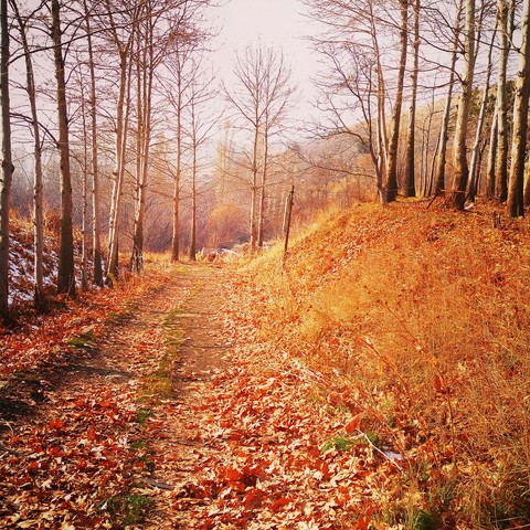autumn