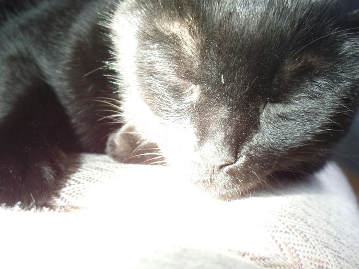 Meow