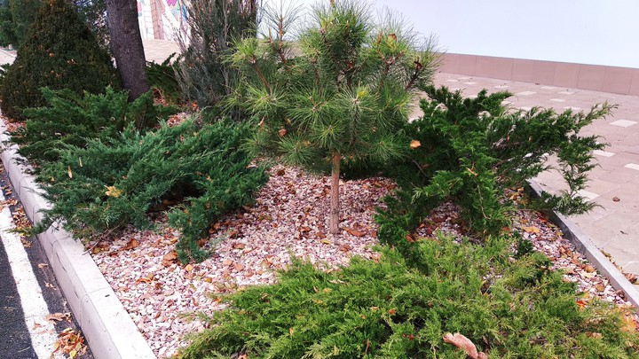 landscape design