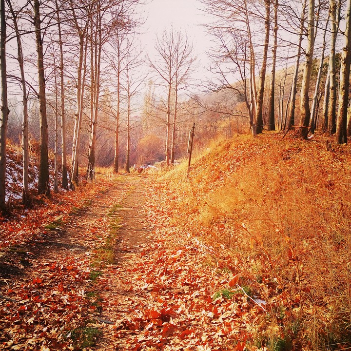 autumn