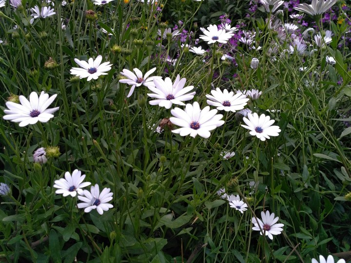 White Flowers