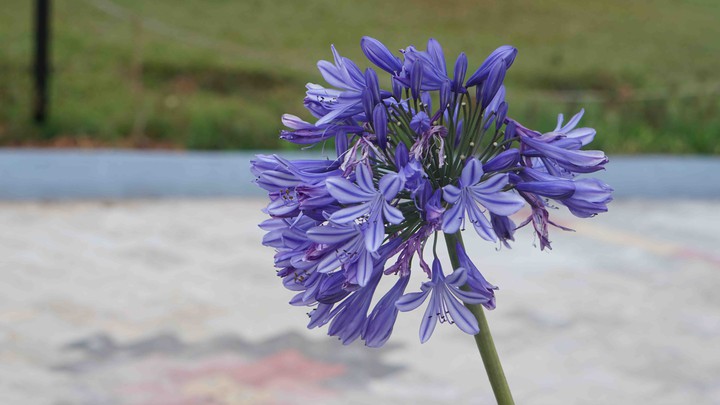 purple flower for desktop