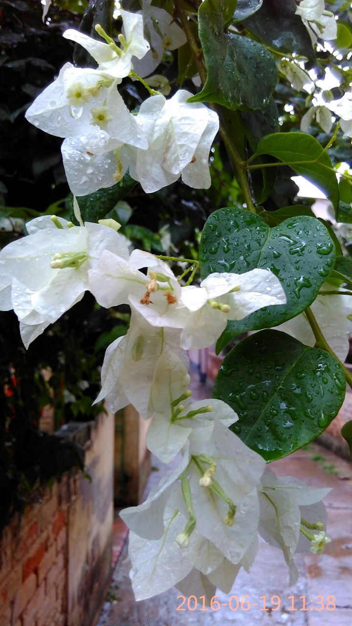 Rain Flowers