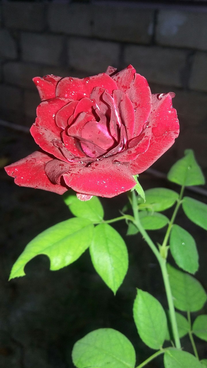 red rose