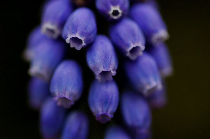 and purple...