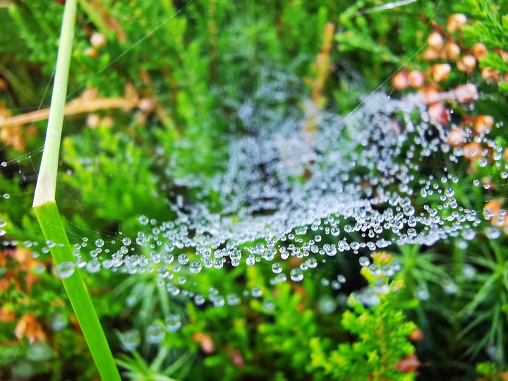 Morning dew