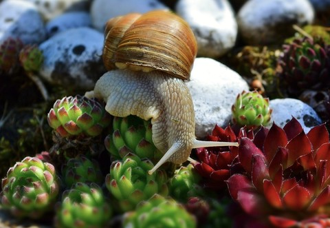 seashell, Snail wallpapers