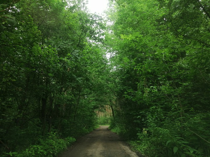 Лес
