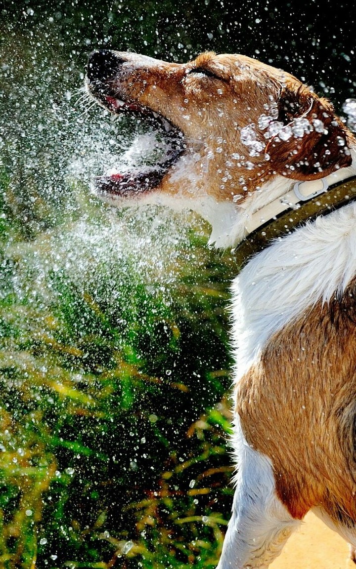 Dog And Water 