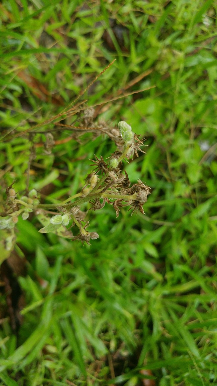 small plant
