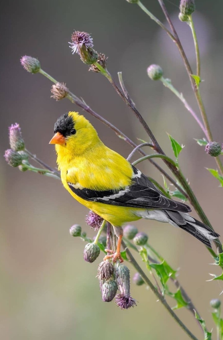 bird