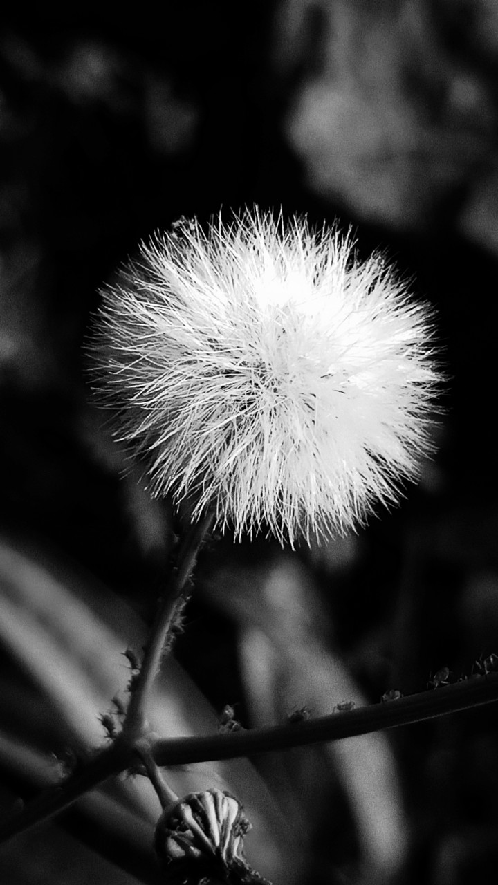 dandelion