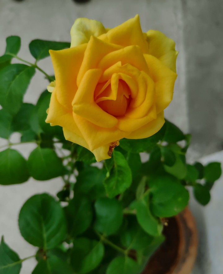 flower creates the beauty of nature