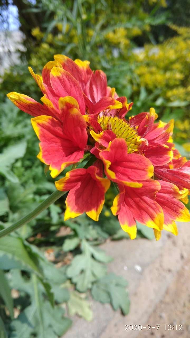 flower ?