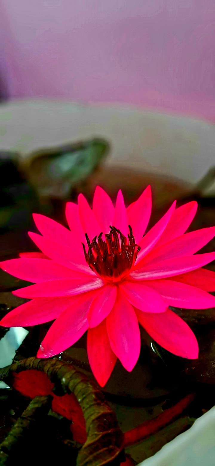 shades of lotus