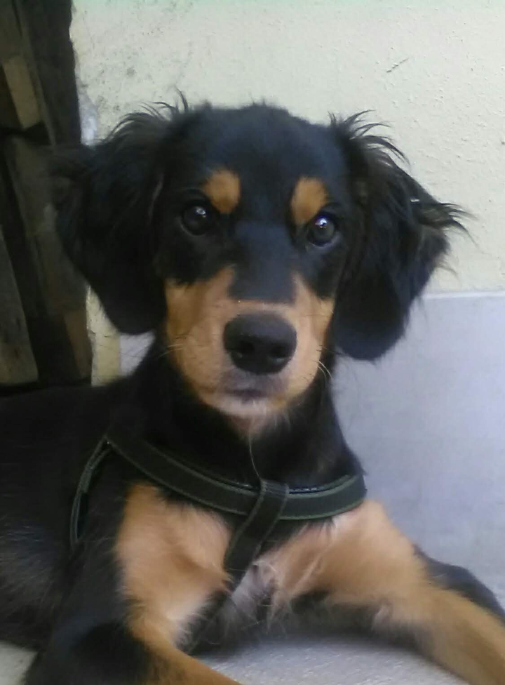 cucciolo