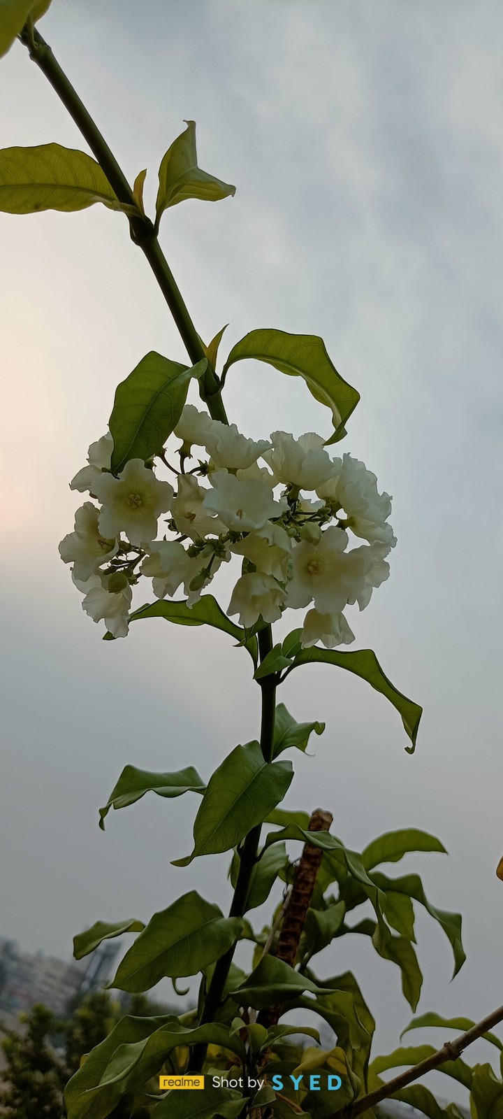 beautiful nature