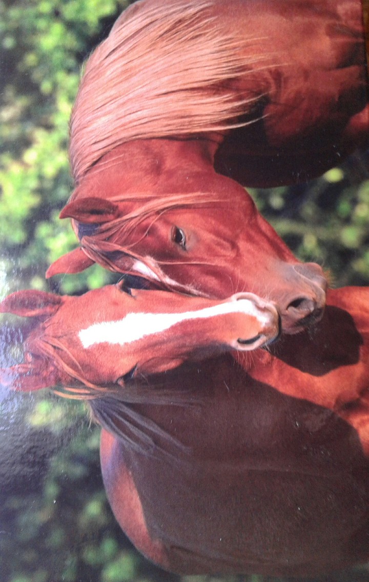 l love horses