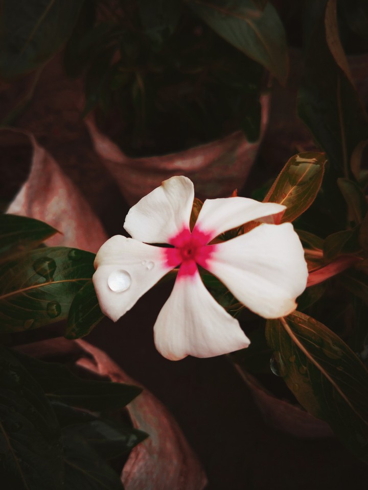 White flower