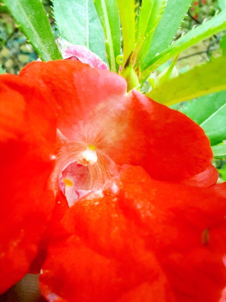 inside the flower
