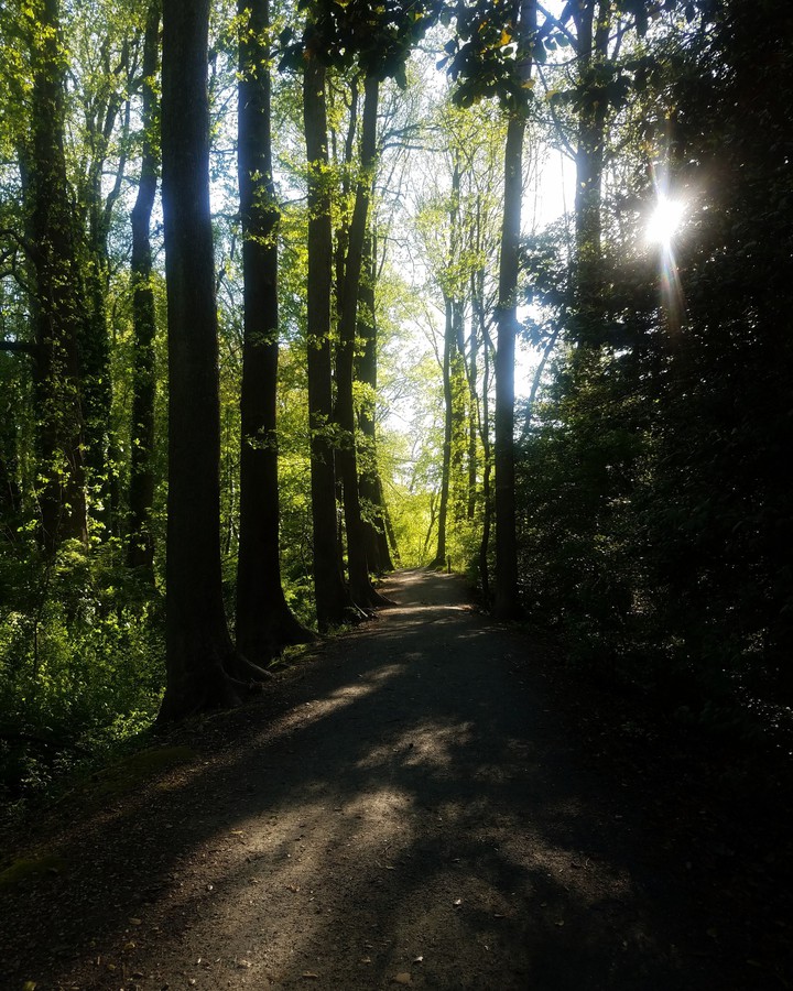Forest Floor