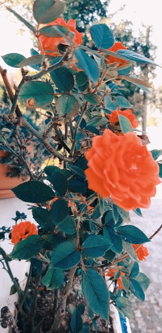 #flowers