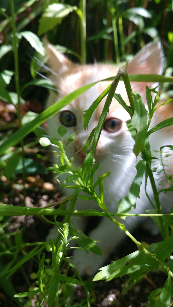 고양이