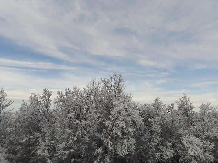 Forêt enneigée
