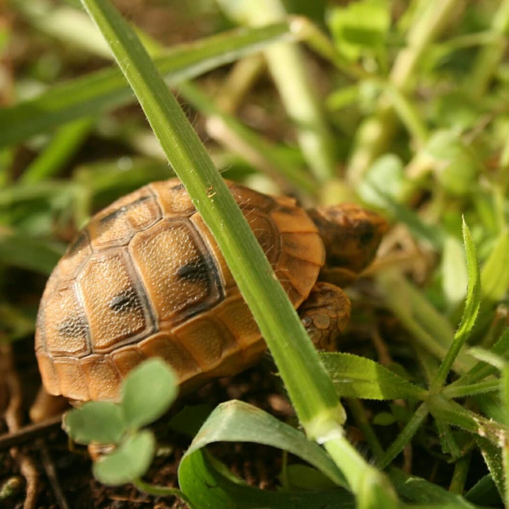 baby turtle