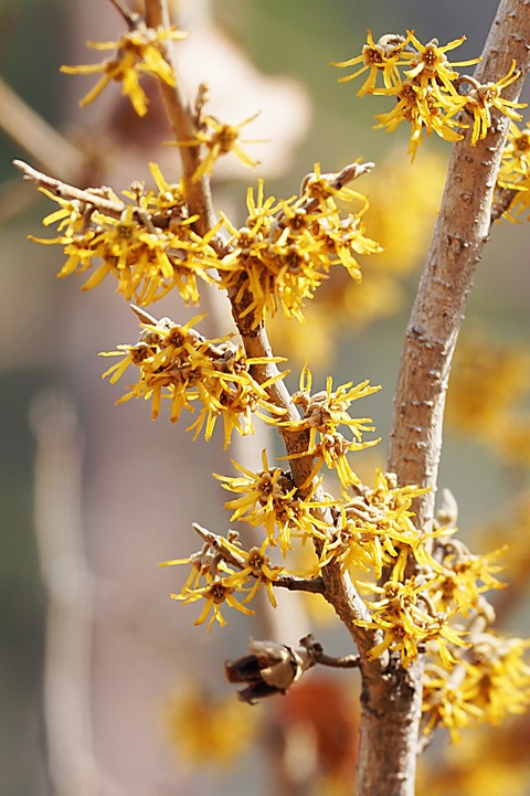 Yellow, twig Hintergrundbilder