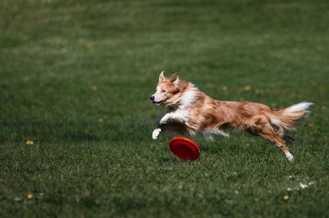 The Border Collie Because There Is No Better Dog