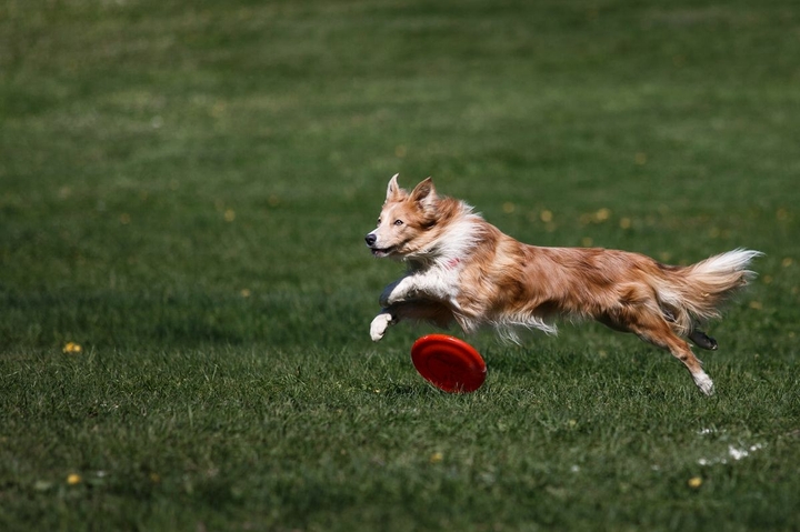 The Border Collie Because There Is No Better Dog