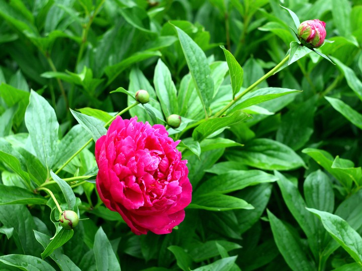 Beautiful pink piony