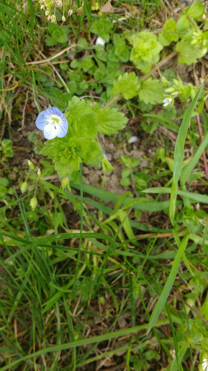 Blue flower