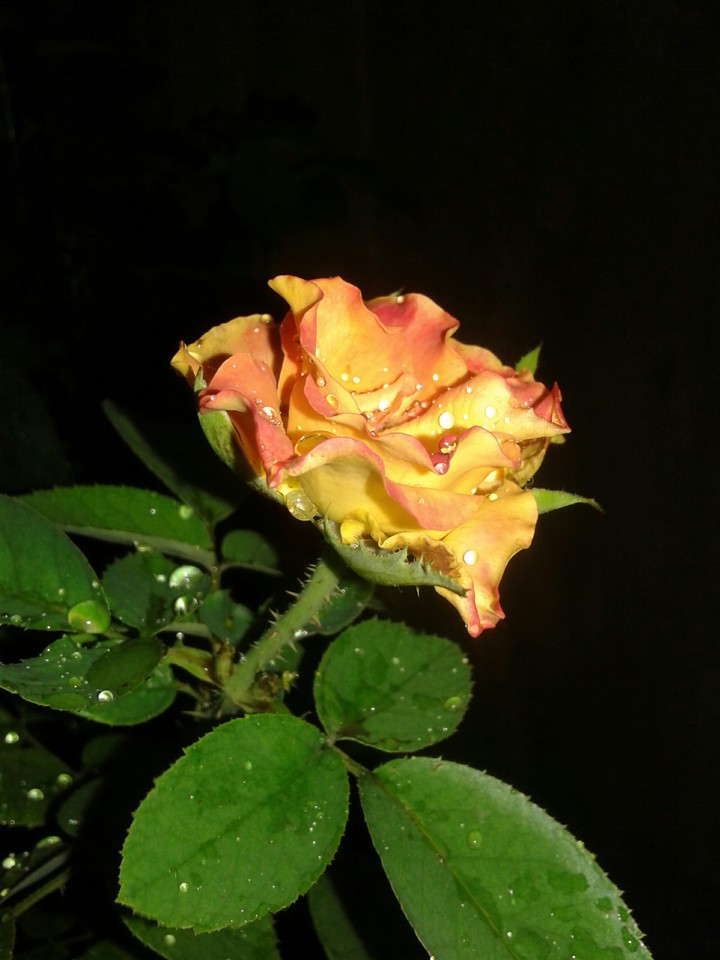Yellow rose